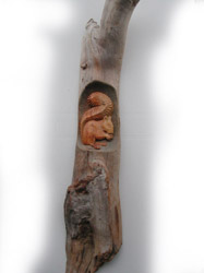 Eichhörnchen in Lärche