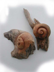 Schnecken in Fichte